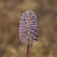 Ptilotus exaltatus