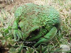 Badditu Forest Treefrog photo 2