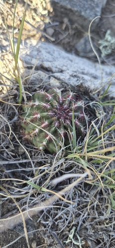 Green-flower Hedgehog Cactus