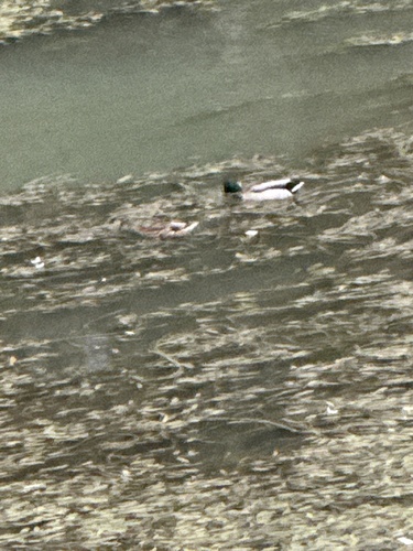 Mallard