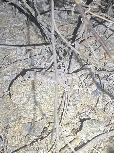 Keeled Rock Gecko