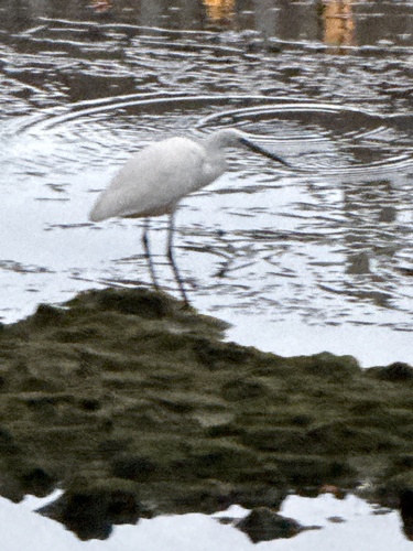 Little Egret