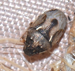 Neottiglossa sulcifrons