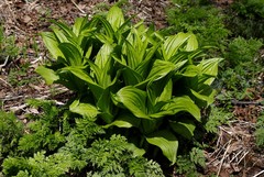 Veratrum oxysepalum
