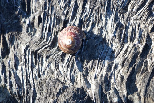 Tegula rustica observed 2026-10-06