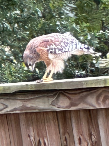 Red-shouldered Hawk