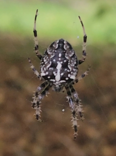 Cross Orbweaver