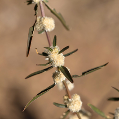 Alternanthera angustifolia