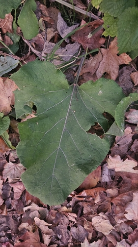 greater burdock