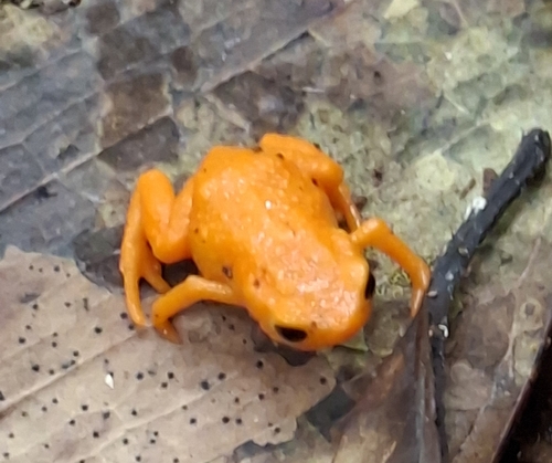 Vargem Alta Flea Toad