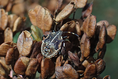 Oncocoris geniculatus