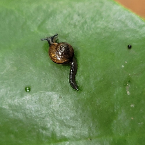 Ovachlamys fulgens observed 2026-10-06