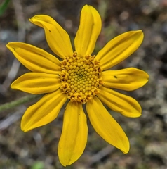Eriophyllum lanatum integrifolium