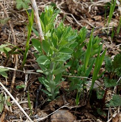 Hylotelephium verticillatum