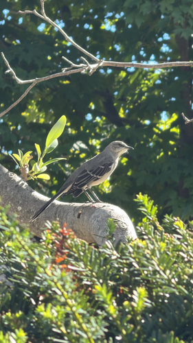Northern Mockingbird