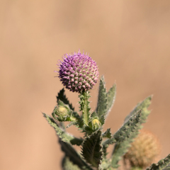 Sphaeranthus indicus