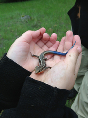 Plestiodon skiltonianus skiltonianus