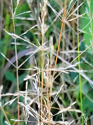 Agrostis gigantea observed 2026-10-06