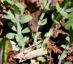 Hylotelephium verticillatum