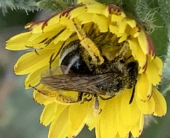 Lasioglossum titusi