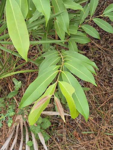 Syzygium cumini observed 2026-10-06