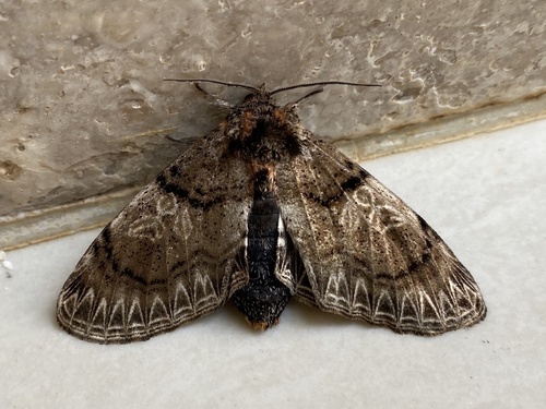 Acyclania tenebrosa