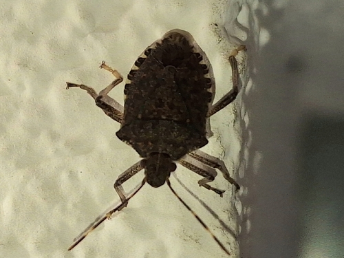 Brown Marmorated Stink Bug