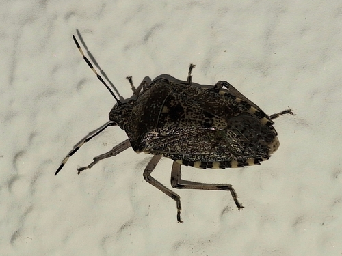 Mottled Stink Bug