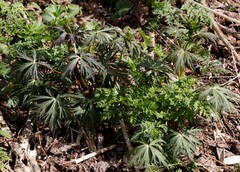 Aconitum fischeri