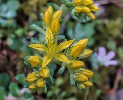 Sedum spathulifolium