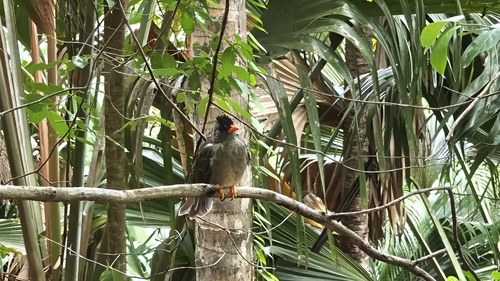 Seychelles Bulbul