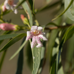 Eremophila bignoniiflora