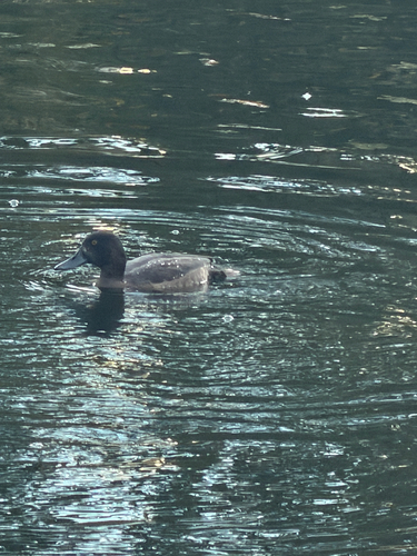 Tufted Duck