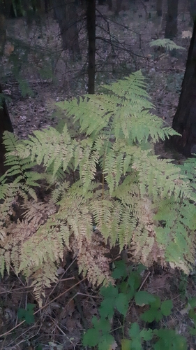 common bracken