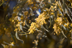 Acacia cambagei
