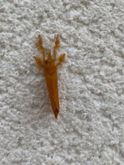 Dalceridae