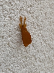 Dalceridae