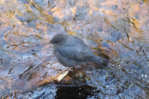 American Dipper