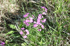 Primula cortusoides