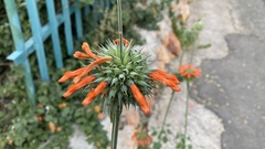 Leonotis nepetifolia nepetifolia