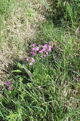 Primula cortusoides