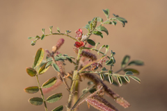 Indigofera colutea