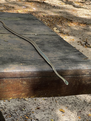 Leptophis liocercus
