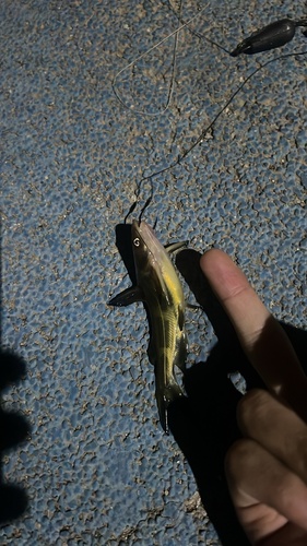 Korean Bullhead