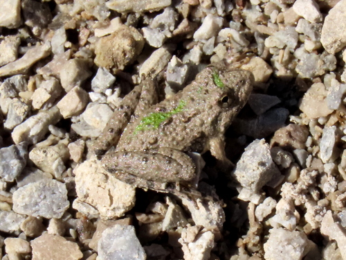 Blanchard's Cricket Frog