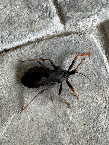 Arilus carinatus