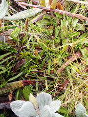 Abrotanella linearis