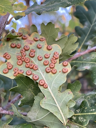 Silk-Button Spangle Gall Wasp