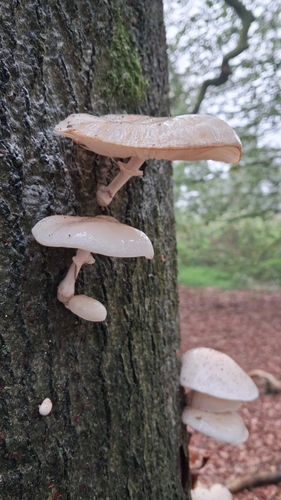porcelain mushroom
