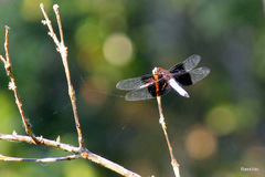 Thermorthemis madagascariensis